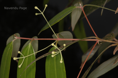 Cinnamomum heyneanum